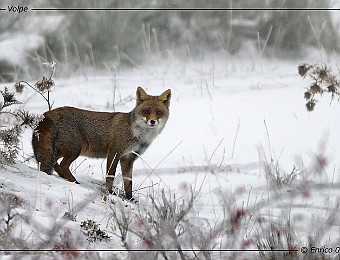 Animali 190